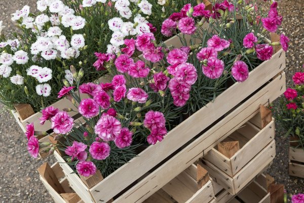 Come puoi incorporare il giardinaggio terapeutico nelle routine di cura di pazienti con demenza?